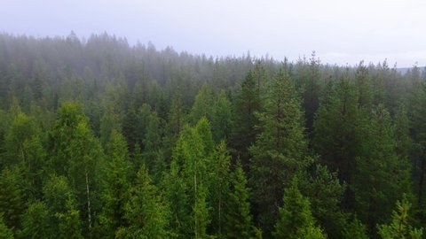Aerial view near treetops of foggy, polar woods, dark, misty day, in Sweden- rising, low, drone shot