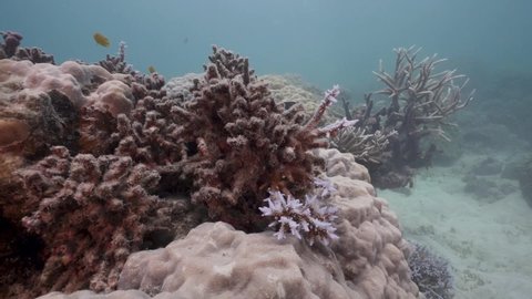 Dead Bleached Coral Reef (Coral Bleaching)