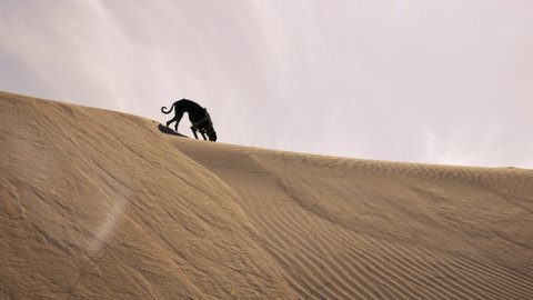 A black and a brown Sloughi dog (Arabian greyhound, North African greyhound) walk on a sand dune in Essaouira, Morocco. Slow-motion.