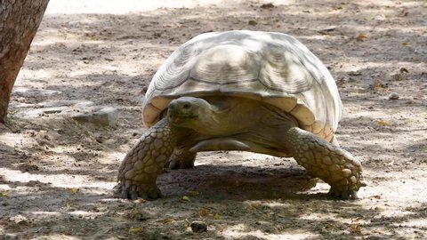 A giant tortoise (Chelonoidis nigra) walks slowly across the desert 