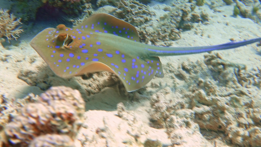 Bluespotted stingray (Taeniura lymma) floats at the bottom of the sea. | Shutterstock HD Video #1070336665