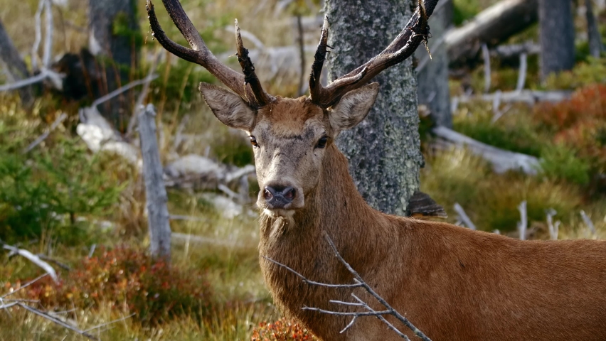 Red deer (Cervus elaphus) mistrustful male stag sensing danger, running away to safety Royalty-Free Stock Footage #1070339929