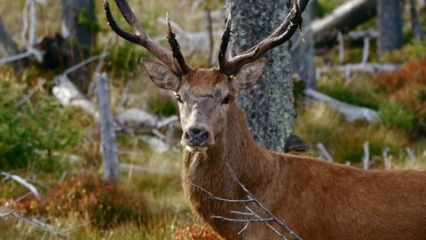 Red deer (Cervus elaphus) mistrustful male stag sensing danger, running away to safety