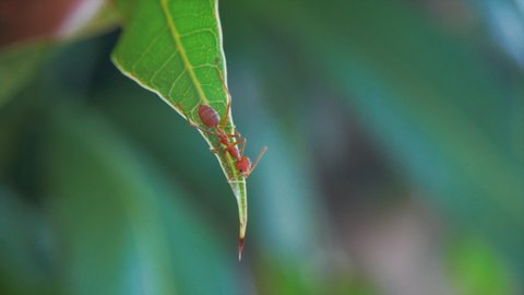 The red ant is reconnaissance on mango leaves.