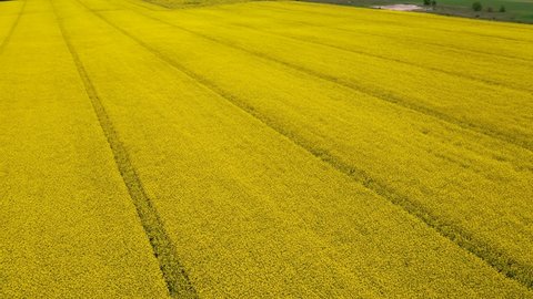 Yellow canola field. Field of blooming rapeseed aerial view. Yellow rapeseed flowers and sky with clouds above them. A rape field panorama shot by a drone. 4K