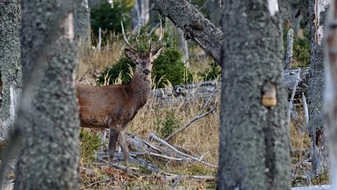 Red deer (Cervus elaphus) walking through dry mountain spruce forest