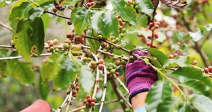 Gardener picking raw coffee beans 4K resolution 