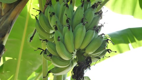 Bunch of banana,Green bananas,A banana tree in the sun