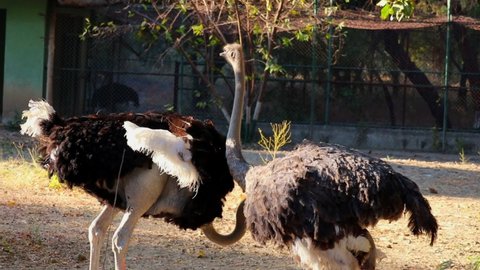 Female and Male Ostrich at an Ostrich Farm,Common ostrich (Struthio camelus)  with female Bird, ostrich Bird zoo view,pair of two birds.
