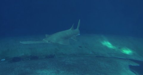A Longcomb Sawfish swimming in front of camera