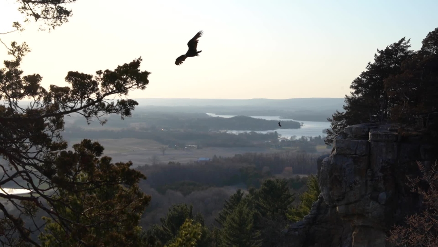 Turkey Vultures flying over a Wisconsin Valley near a cliff