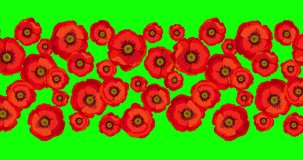 Animation seamless loop pattern with red poppies. Bright flowers poppies isolated on the green screen. Red poppy flower international symbol of peace. Stock 4K video motion animation