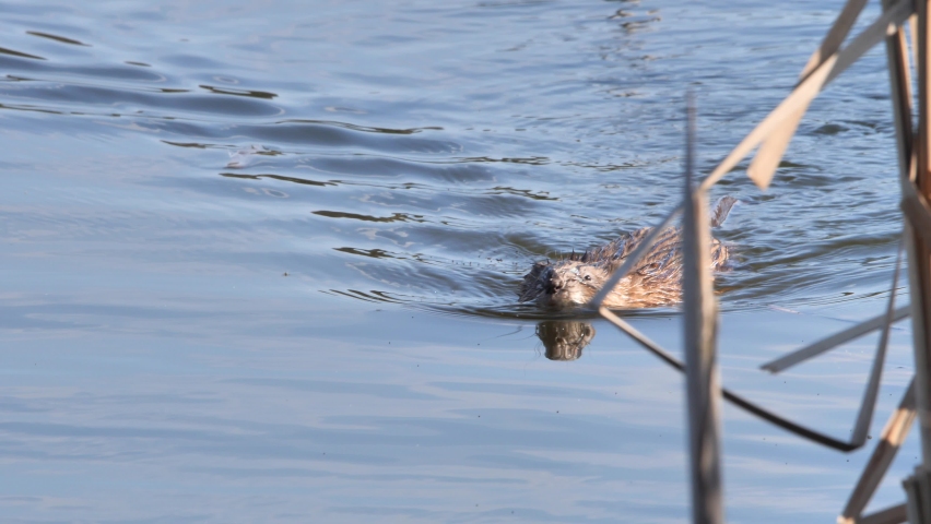 Muskrat swimming in the water image - Free stock photo - Public Domain ...