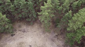 Cloudy aerial video of pine forest flying above. Great outdoors. Meditation activity. Close to nature
