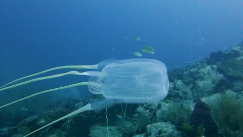 Spotted Box Jellyfish Swims Pulsate Through Clear Water Over Coral Reef