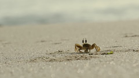Little horned Ghost crab scavenging sandy Ras Al Jinz Beach in Oman - Ground level Medium tracking shot