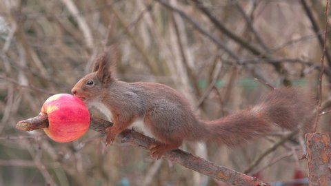 red squirrel animal side view feeding apple on branch jump away