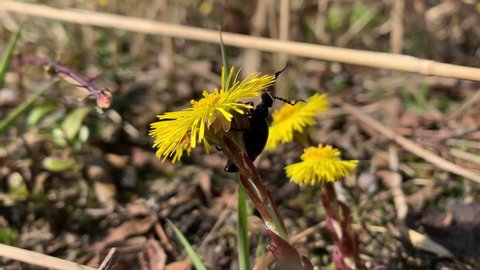 Oil beetle (Meloe proscarabaeus) eats the petals of coltsfoot. Parasite of wild sand bees.