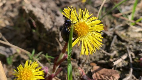 Oil beetle (Meloe proscarabaeus) eats the petals of coltsfoot. Parasite of wild sand bees.