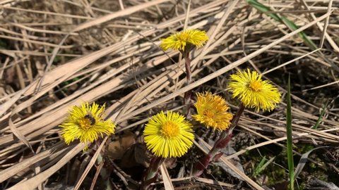 Wild bees forage for nectar on the flowering coltsfoot flower.