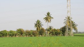 Video clip of green fields, Green crops in field