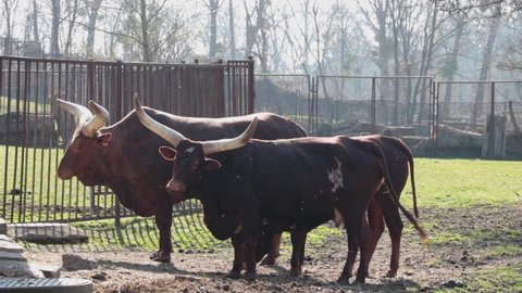A group of large cows at the zoo. Watussi.