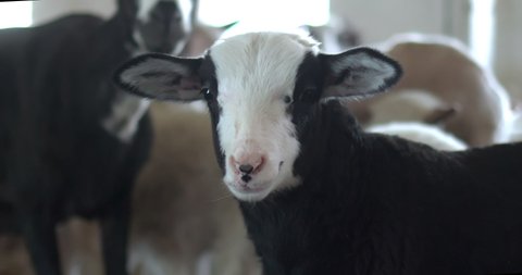 Cute Little White, Black Lamb looking into Camera having big ears. Standing in Sheepfold with different Varieties of Sheep, Livestock. Sheep Growing for Wool. Farming. Environment, Vegan Activism.