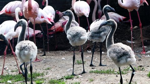 Pink Flamingo (Phoenicopterus Roseus), sound, Baby Flamingo
