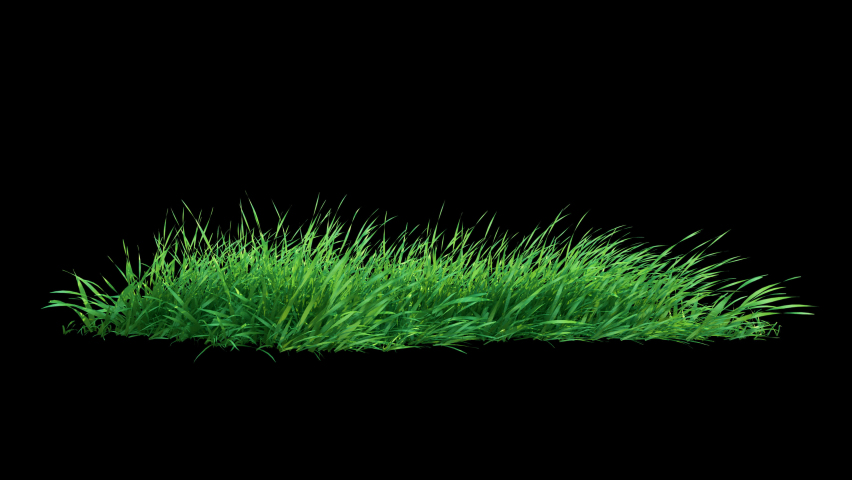 Grass Swaying Wind Loop with Alpha Channel. 3D rendering. Easy to use and change color you can place on footage or background. Royalty-Free Stock Footage #1070415760