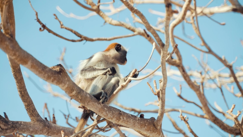 Close up footage of colobinae monkeys sitting on tree and eating food. Beautiful footage of colobinae monkeys. colobinae monkeys eating food at day time. Animals and wildlife concept