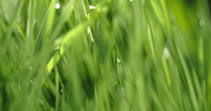 Fresh green grass with dew drops clips, dew drops on green grass footage, rain drops on green grass video. Closeup rotation