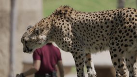 This slow motion video shows a majestic cheetah jumping down to see it's handler and receive a treat at a wildlife sanctuary.