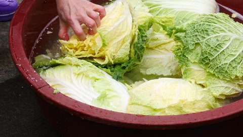 Salting cabbage to make kimchi korea
