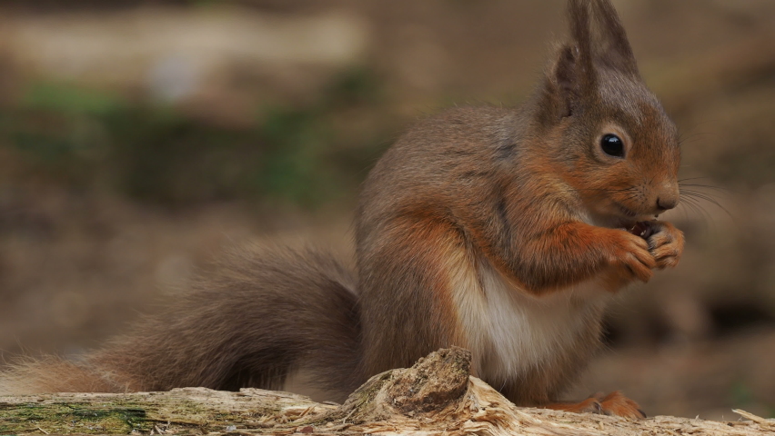 Red Squirrel (Sciurus vulgaris), Scotland Royalty-Free Stock Footage #1070426836
