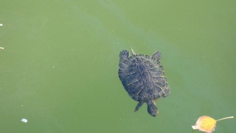 Big turtle swimming in green water with leafs, european autumn