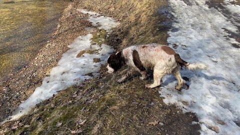 Purebred hunting dog English Springer Spaniel swims in the river. Rare brown color. Wild river bank. Spring. 