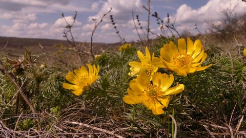Adonis vernalis (pheasant's eye) is a famous medicinal and ornamental plant that blooms in the steppe in early spring. Odessa region (Ukraine).