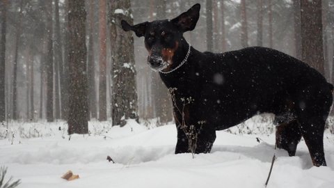 A purebred dog is digging in a snowdrift then shaking head and licking itself in slow motion. The black doberman is hunting in a pine wood at cold day. Theme of spending time with pets in the outdoors