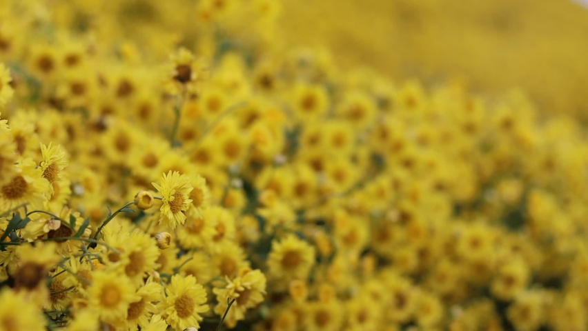 Smooth Focus, a bright yellow and fragrant chrysanthemum field, is commonly grown for drying and brewing chrysanthemum tea because of its health care properties. Royalty-Free Stock Footage #1070430235