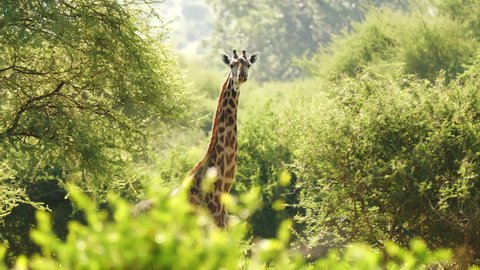 Giraffe (Giraffa camelopardalis) in Kruger National Park, South Africa. Amazing scene of row of cars on safari watching wild animals shot from drone. Concept of wildlife, nature, africa.
