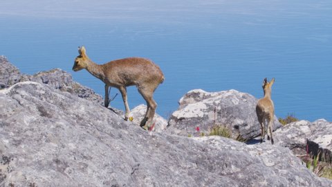 A pair of klipspringer antelopes in natural habitat, Table Mountain, South Africa.
