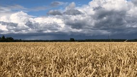 Cereals sway to the wind. Wheat or rye field in Lithuania countryside on cloudy summer day. Rain storm clouds float over the cereal field. The risk of harvest loss concept. - Powered by Shutterstock - Get 15% off with code: PIKWIZARD15