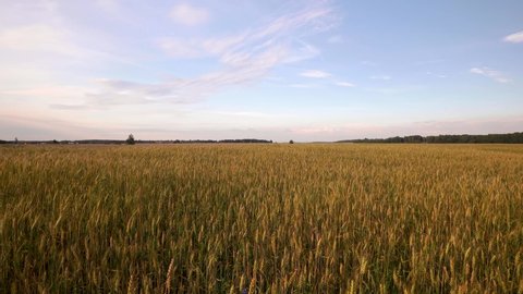 Wide angle view of wheat field on quiet summer evening after sunset. 4K time lapse video. 