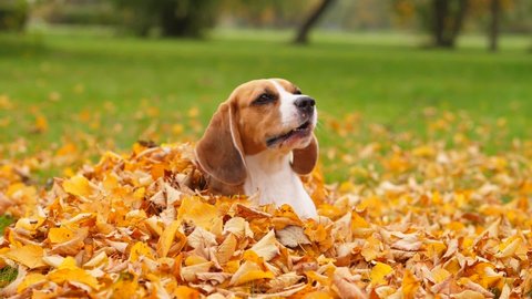 Dog lie in heap of yellow leaves, stare to somebody and woof once, gaze again. Sit down and yap one more time. Slow motion shot, portrait of beagle at autumn park