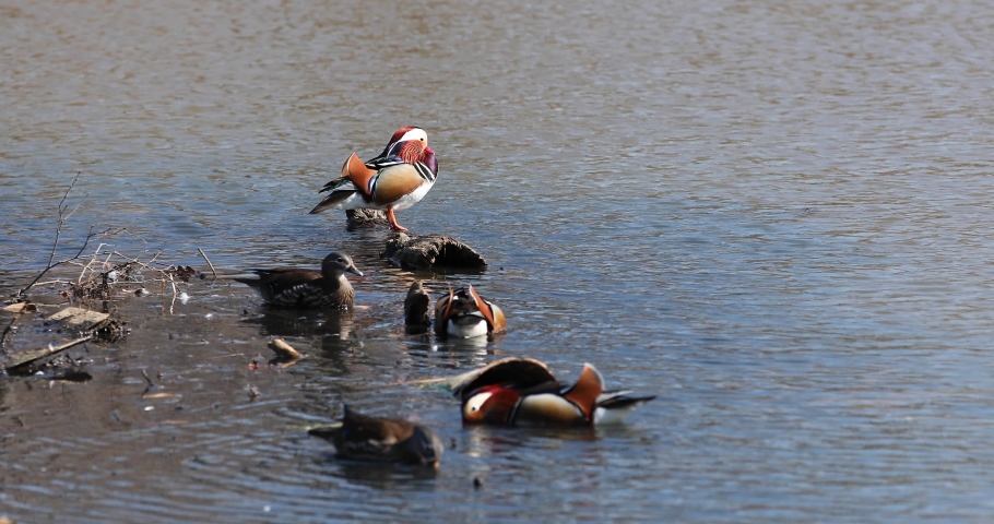 Red-listed mandarin ducks swim in a muddy pond near the city. Bright male mandarins are looking for a mate. Environment.