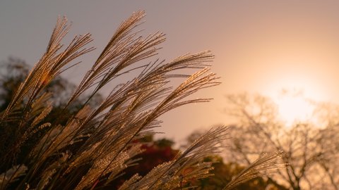 Blowing Miscanthus Sinensis or Pampas Grass in Evening at Sunset in Japan, Autumn or Fall Image, Nobody, Fixed Shooting