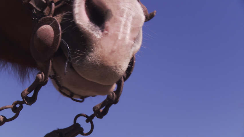 Head of Horse Showing Bridle and Reins. Close Up. Low Angle View. 4K Resolution. Royalty-Free Stock Footage #1070449879