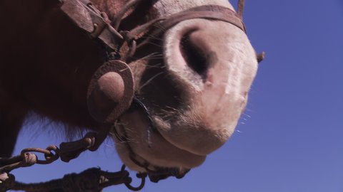 Head of Horse Showing Bridle and Reins. Close Up. Low Angle View. 4K Resolution.