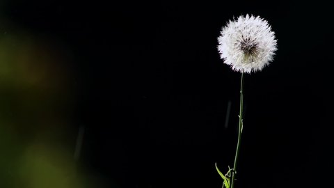 Cỏ lay đọng sương tạo nên một cảm giác thơ mộng và tiên tiến, trong căn nhà của bạn chắc chắn không thể bỏ qua. Bức ảnh này sẽ đưa bạn đến với không gian trong lành và tươi mới, cho phép bạn thư giãn và trải nghiệm cảm giác thanh tịnh của mọi thứ xung quanh.