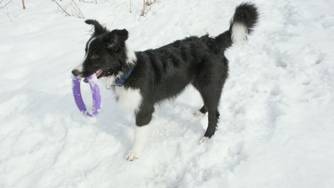 Six month old border collie puppy is thrown ring toy and dog runs after it. Then he puts the toy on snow. It winter outside, cold weather. Concept of training dogs and relationship of people with pets